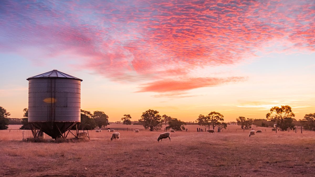 Grain silo and sheep on dry pasture at dusk
